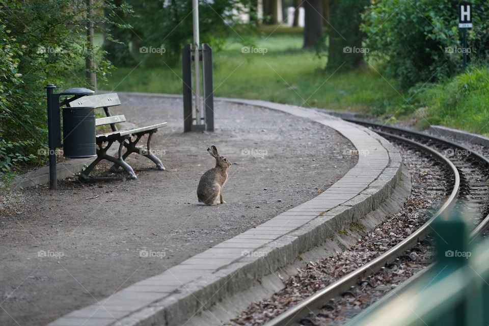 Rabbit waiting for the Train 