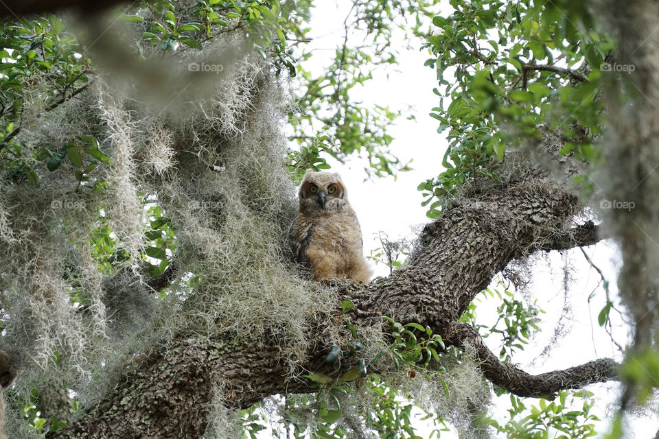 Young owl 