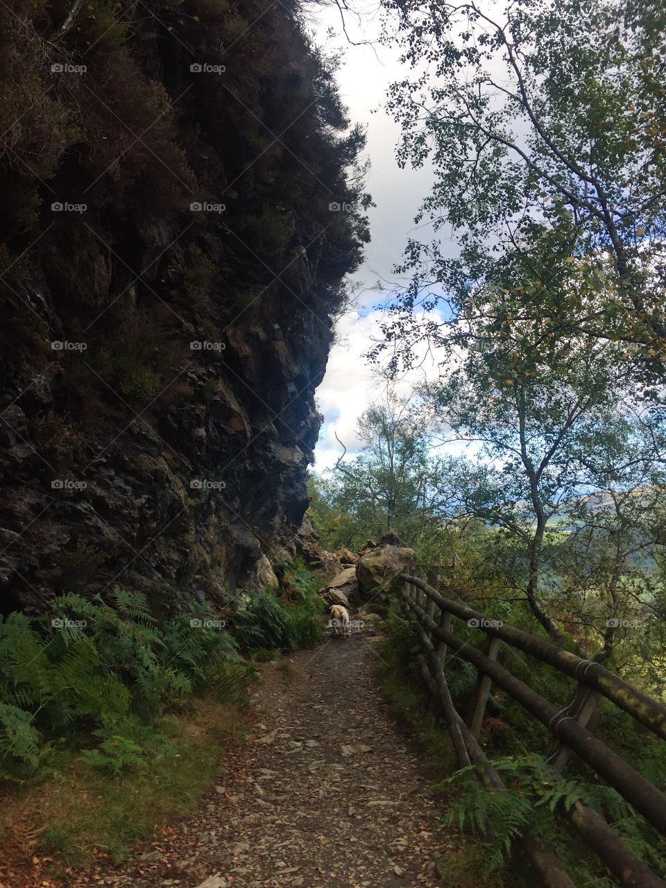 No Person, Wood, Nature, Tree, Landscape