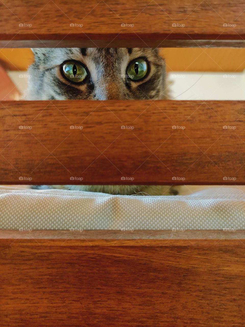 cat's eyes