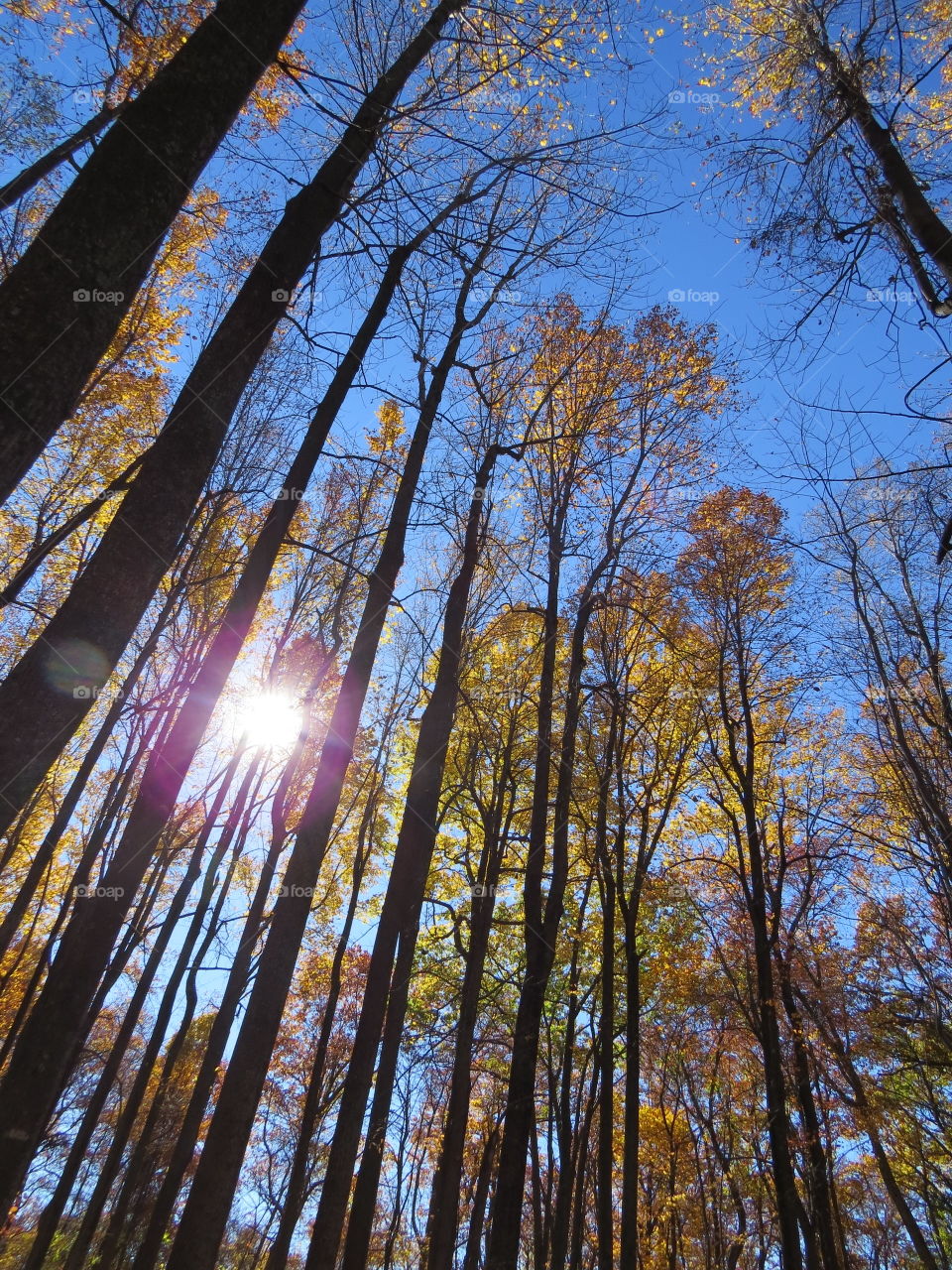 Sun Peeking Through the Forest Leaves