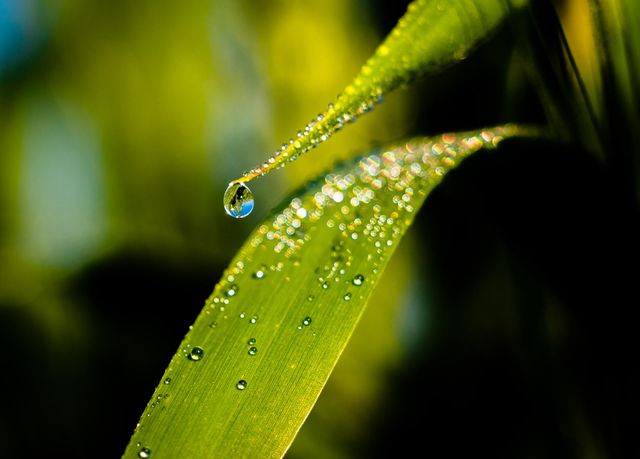 Water drop