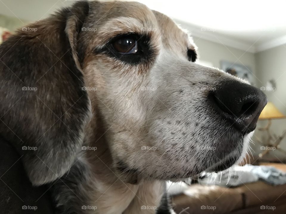 Beagle side face