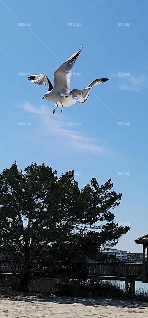 two sea Gulls in flight. searching for food along the salt marsh and beaches against a beautiful blue sky.