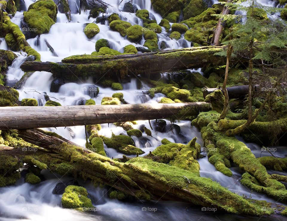 The mountain cold and fresh waters of Clearwater Falls rushing over moss covered rocks and slick wet logs on a sunny spring morning in Southwestern Oregon. 