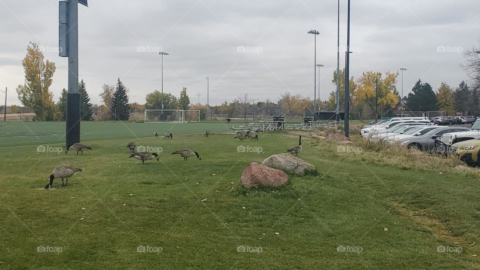 Geese on plush grass on a cloudy day