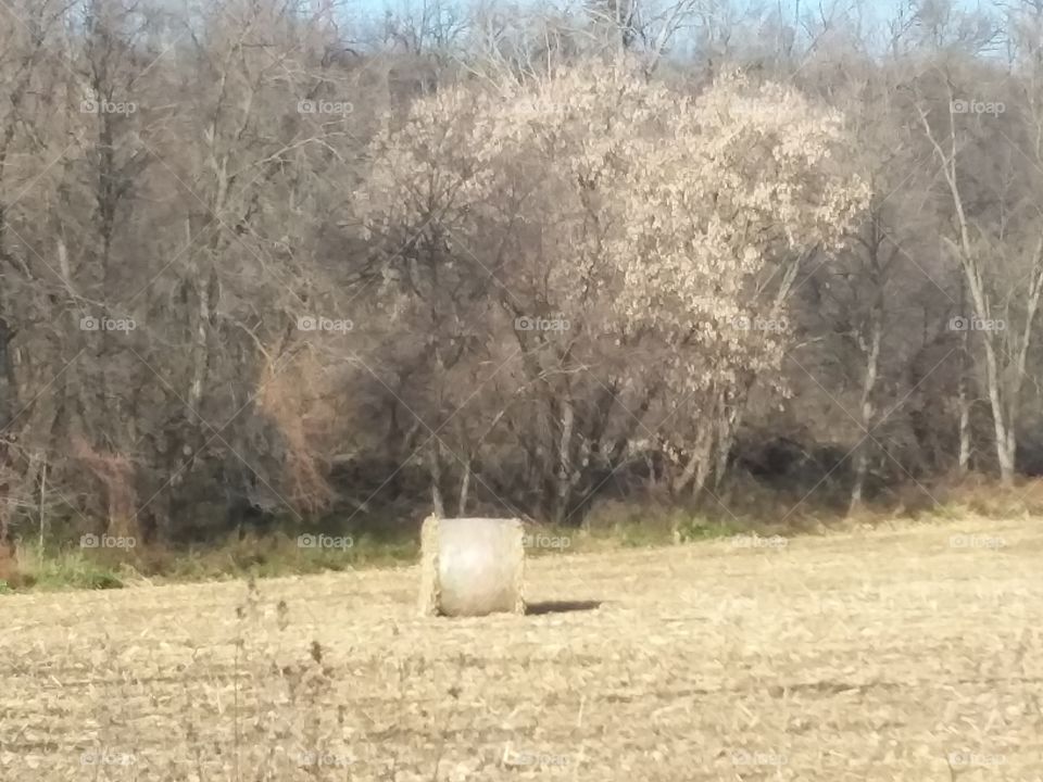 bail trees fall ground yellow