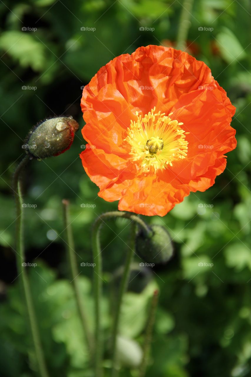 Poppy 