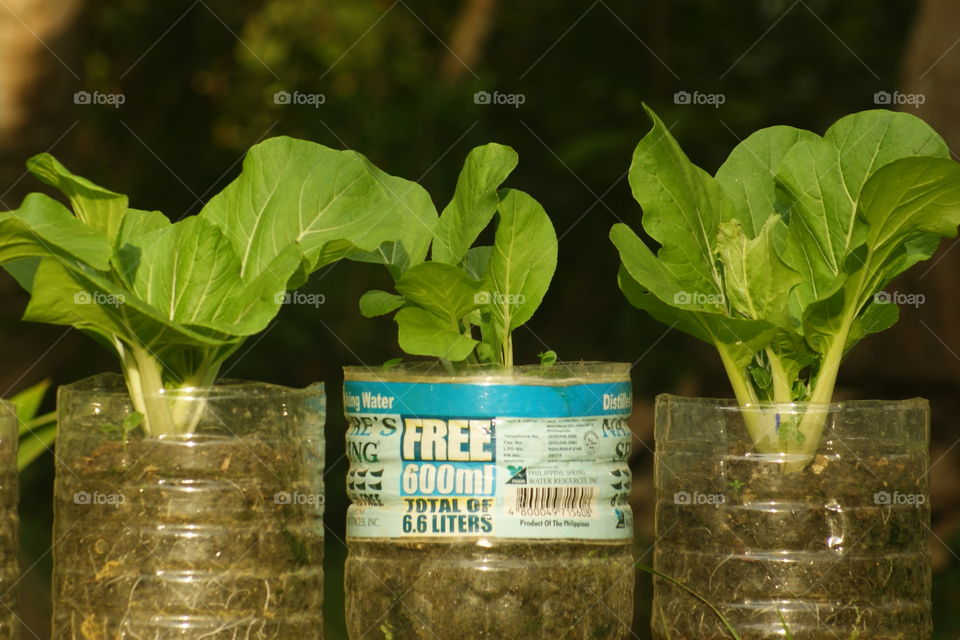 Green Leafy Cabbages