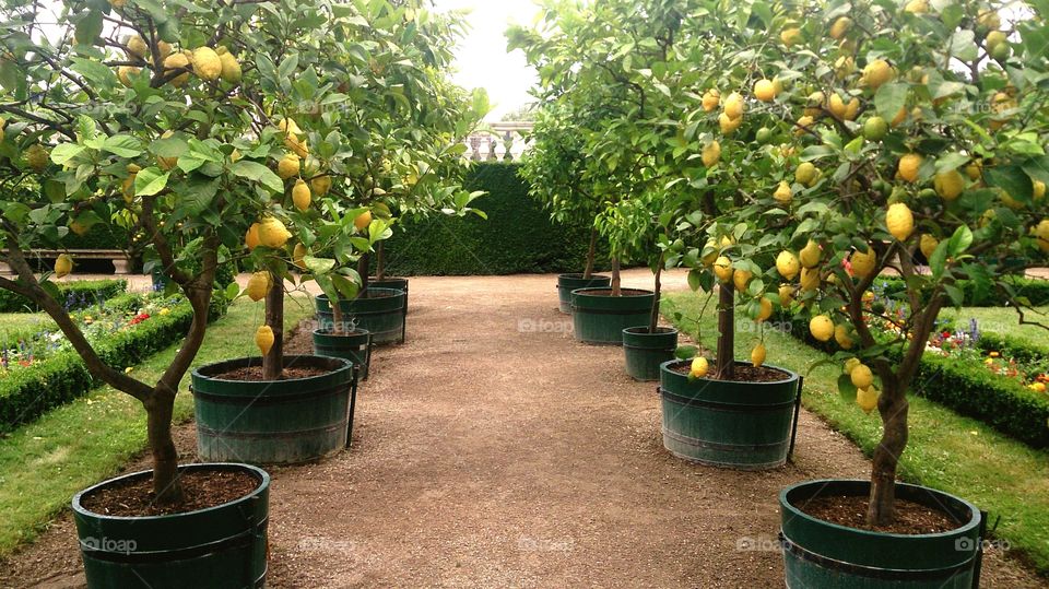 Potted lemon trees