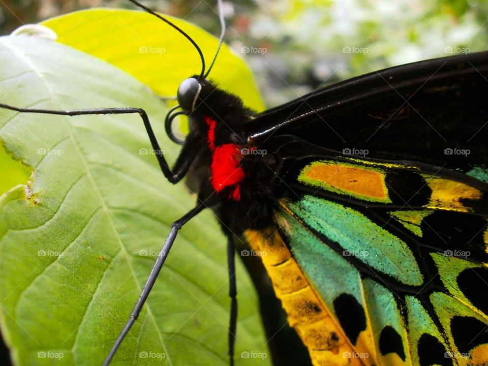 colorful butterfly closeup