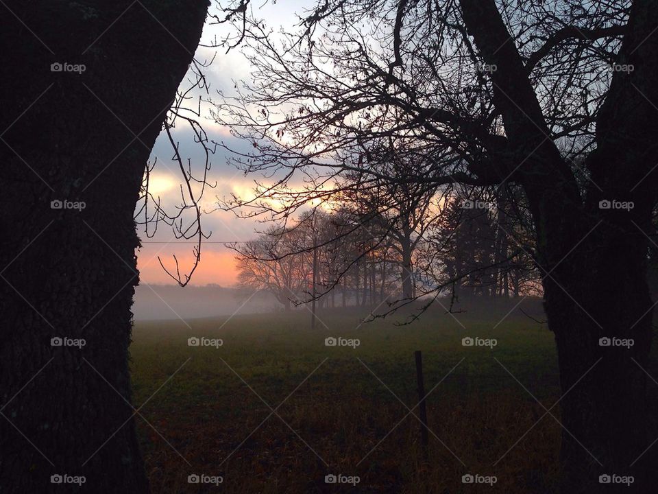 Fog and silhouette of trees