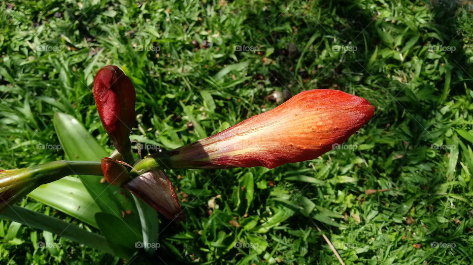 Természet, természetes, környezet, szépség, virág, kert.