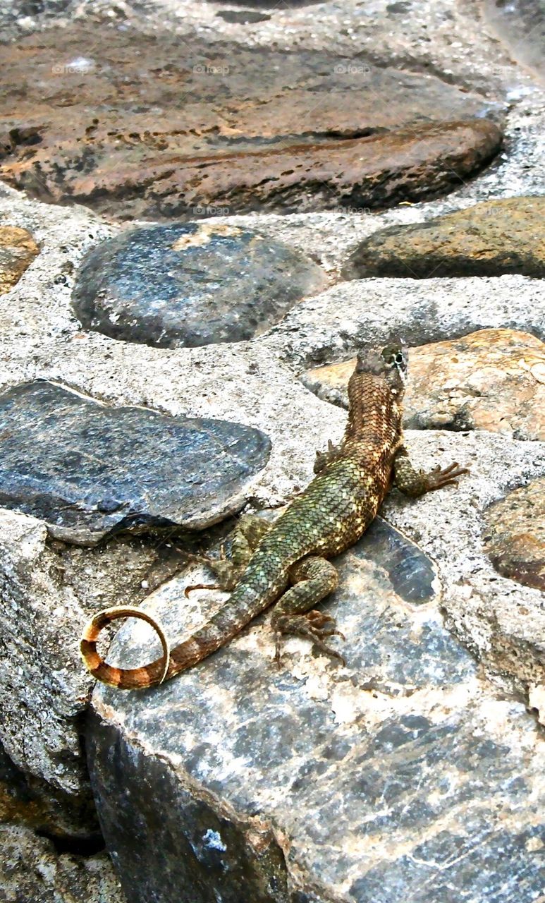 Lizzard. 