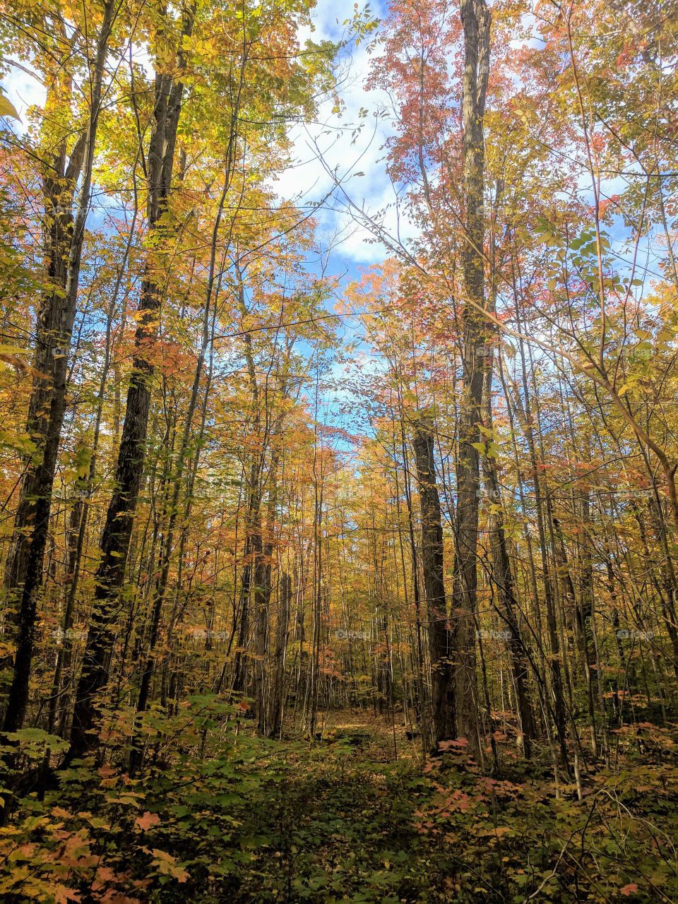 leaves on forest floor and path