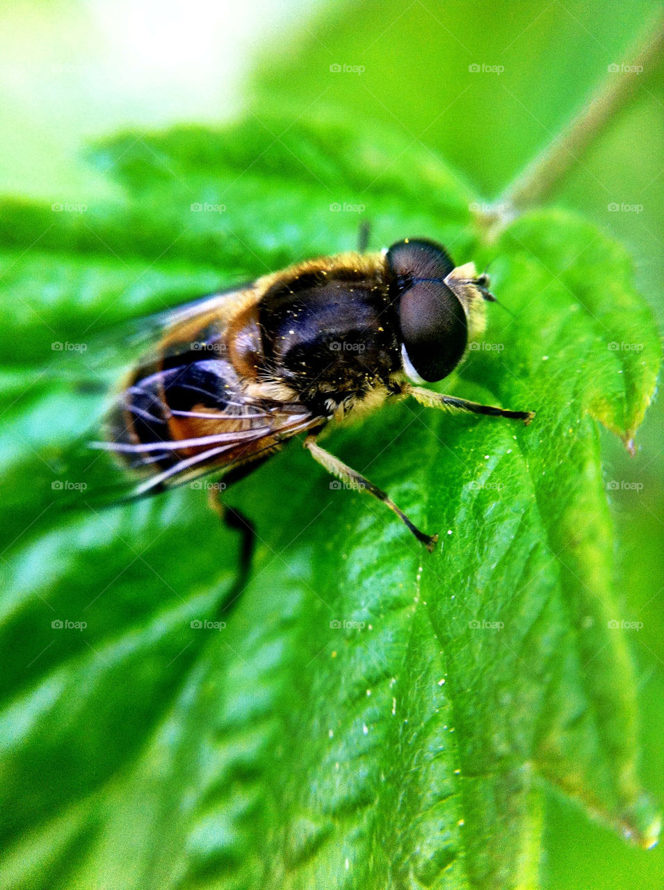 flowers nature bee animals by ka71