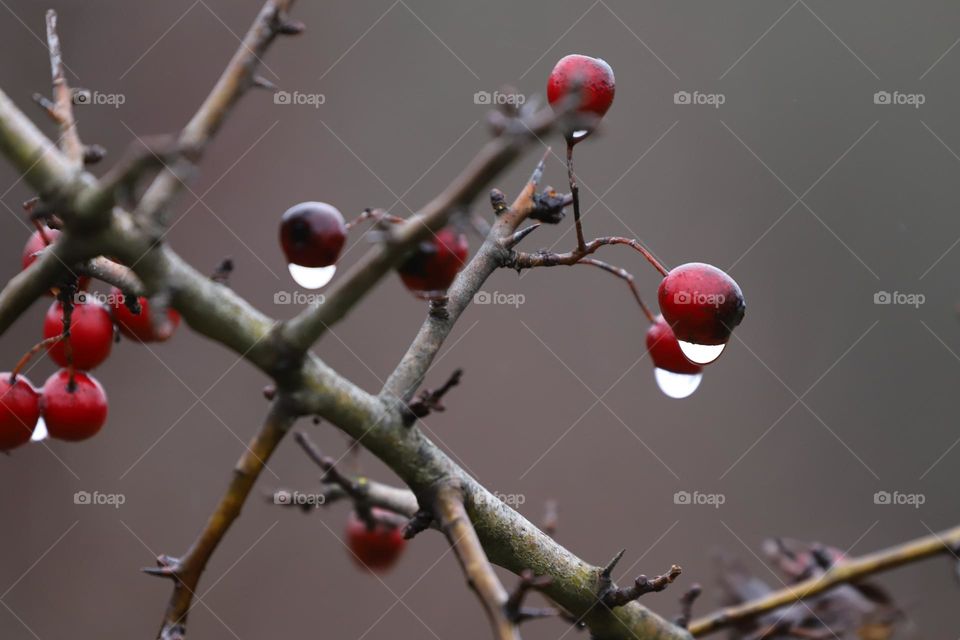 Raindrops on dry plant