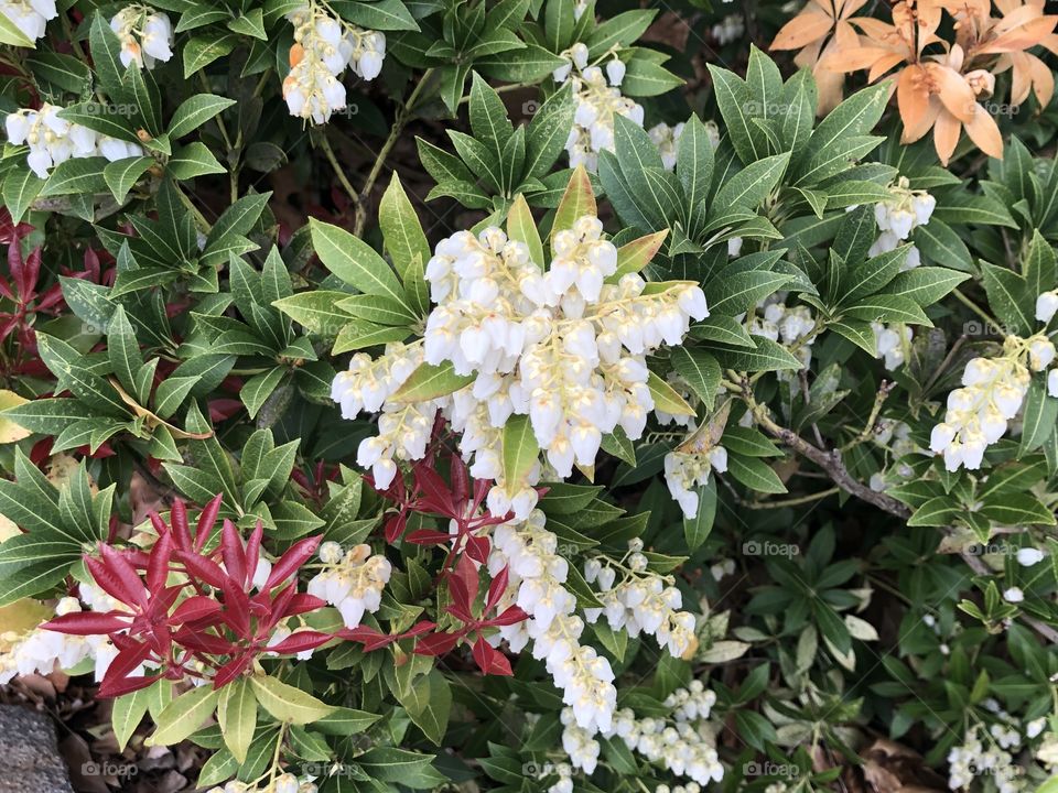 Shrub blooming in Spring 