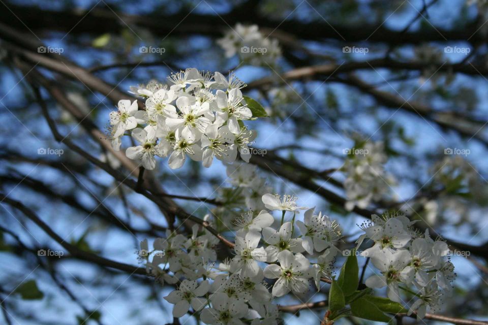White flowers bloom on a tree.