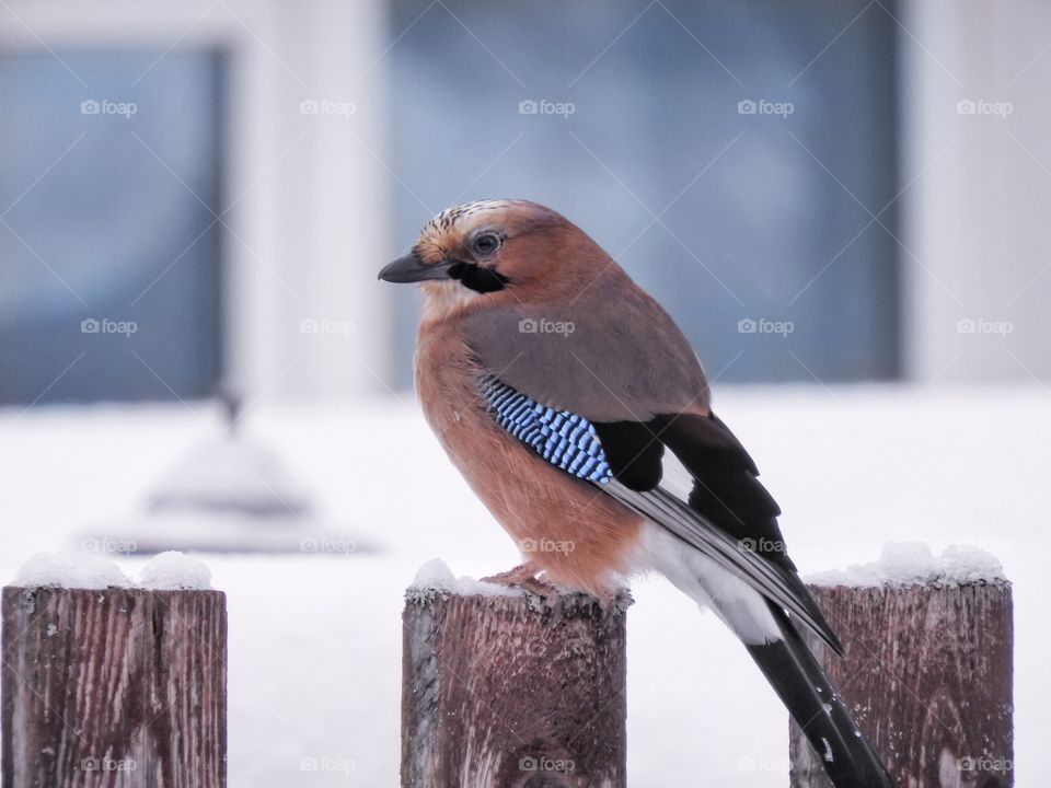 Bird jay