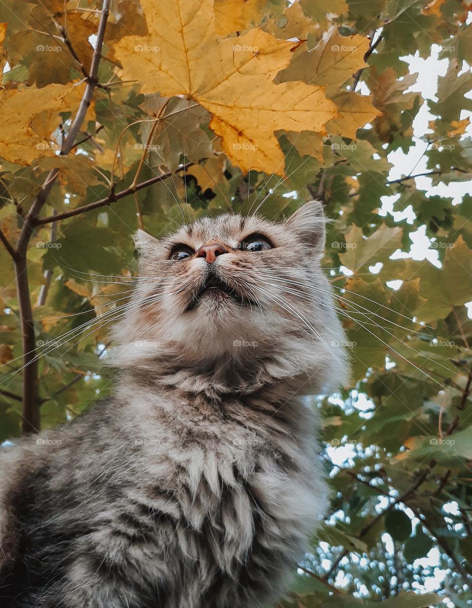 interesting and original portrait of a country cat against the background of an autumn, yellow maple tree