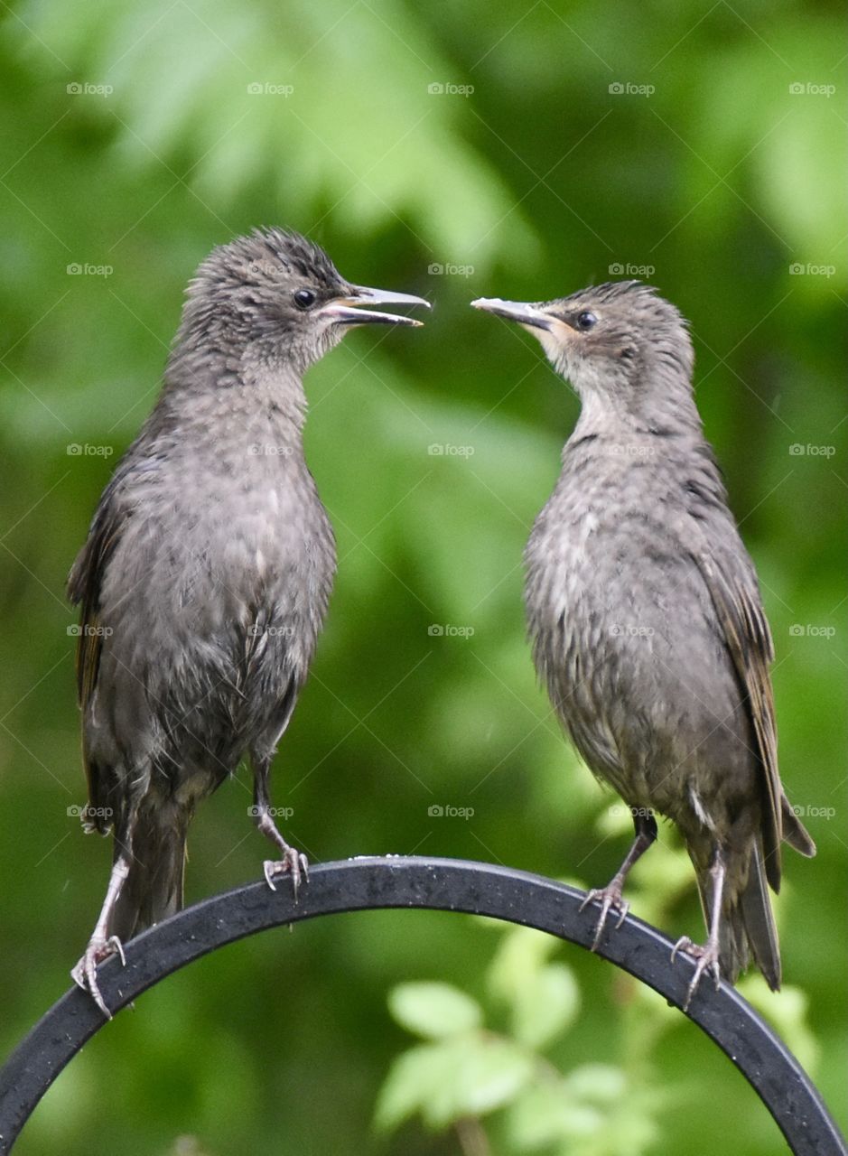 Two baby starlings staring at each other