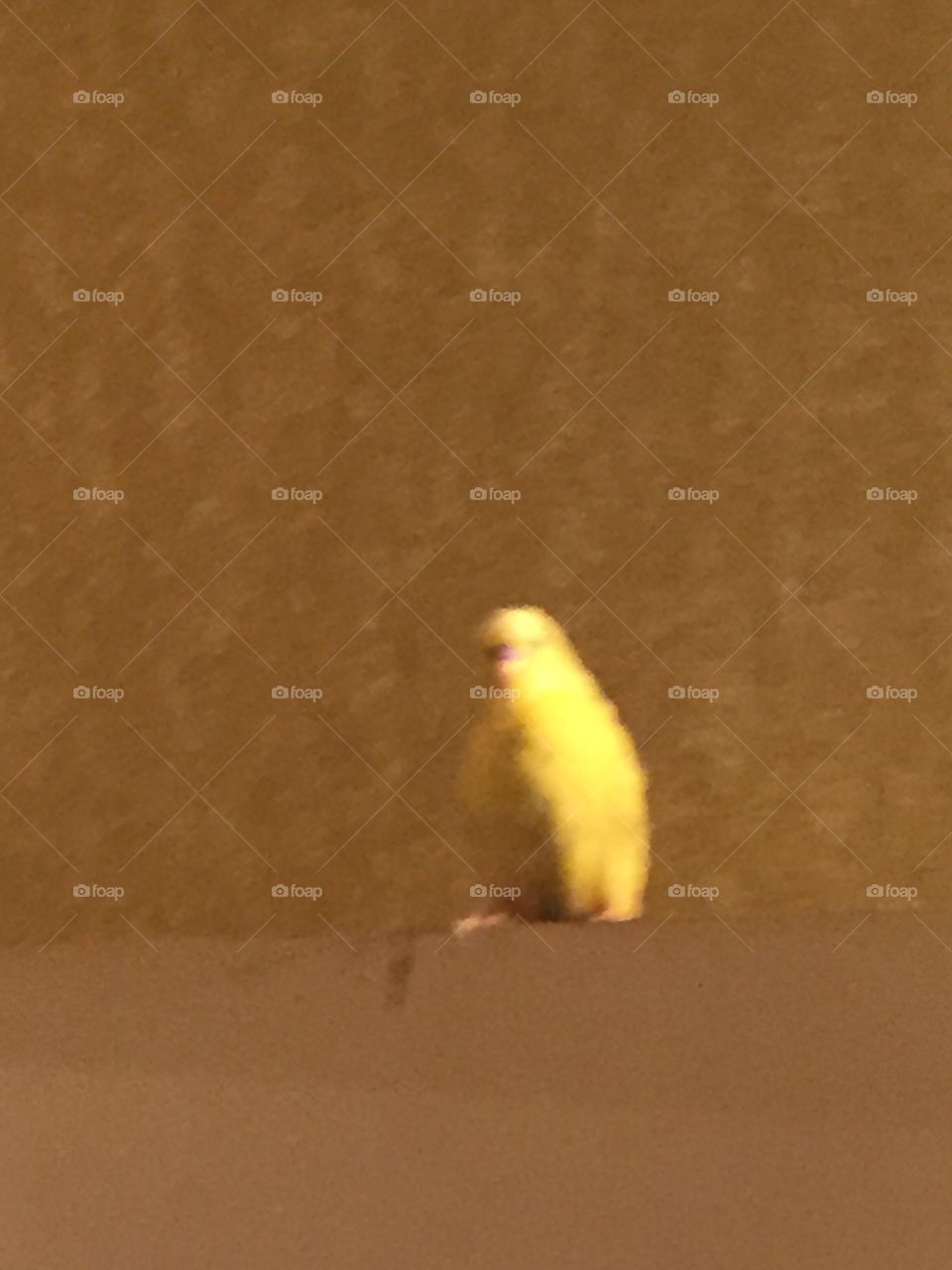 Bird, No Person, One, Beach, Blur