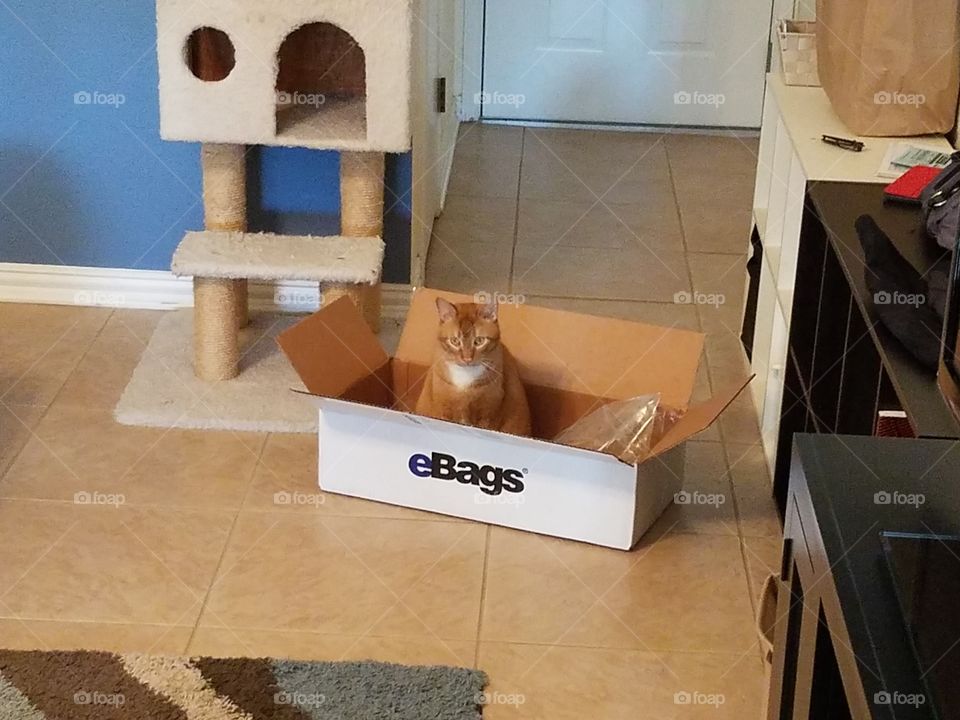 Orange tabby loves boxes