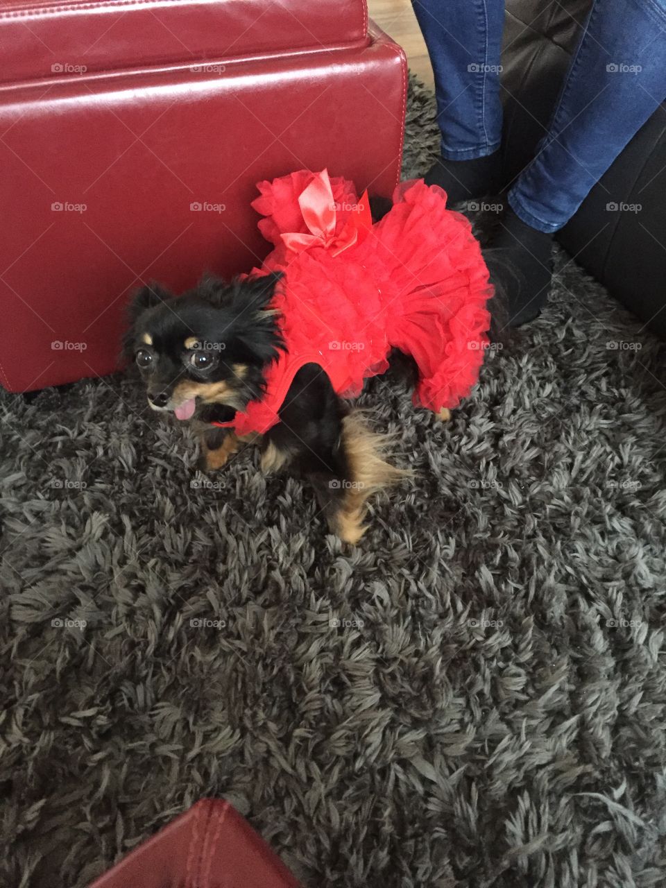 Dog, Mammal, People, Pet, Canine