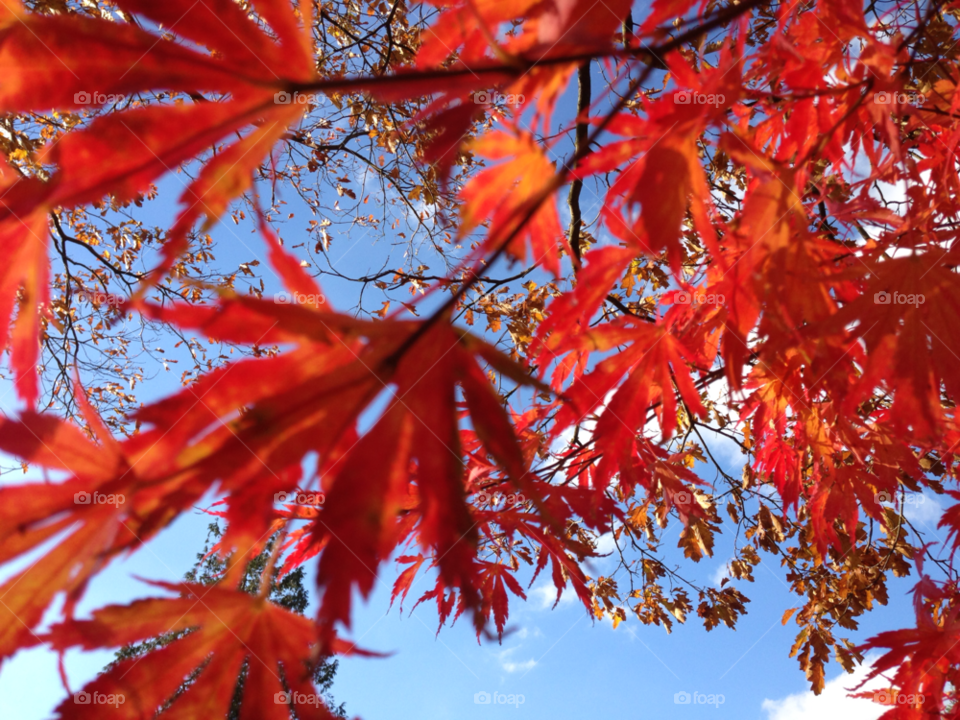 troutbeck lake district october lake district acer tree by null_device