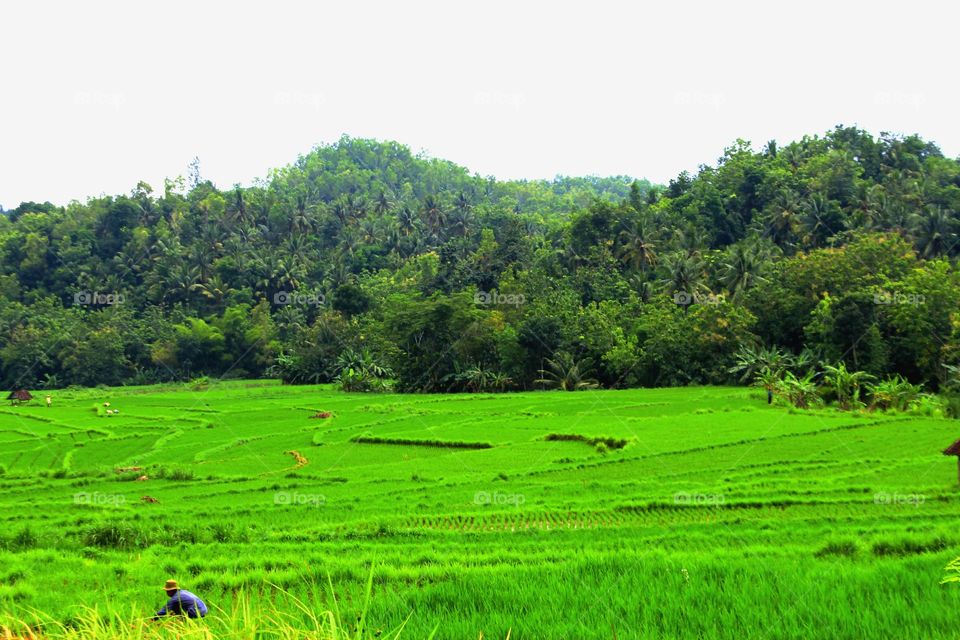baeutyful rice fields