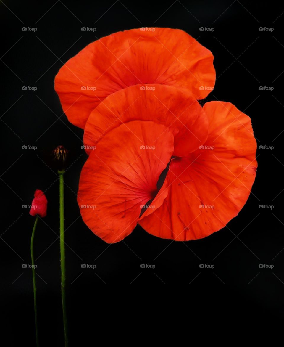 red poppy on a black background, flower and bud