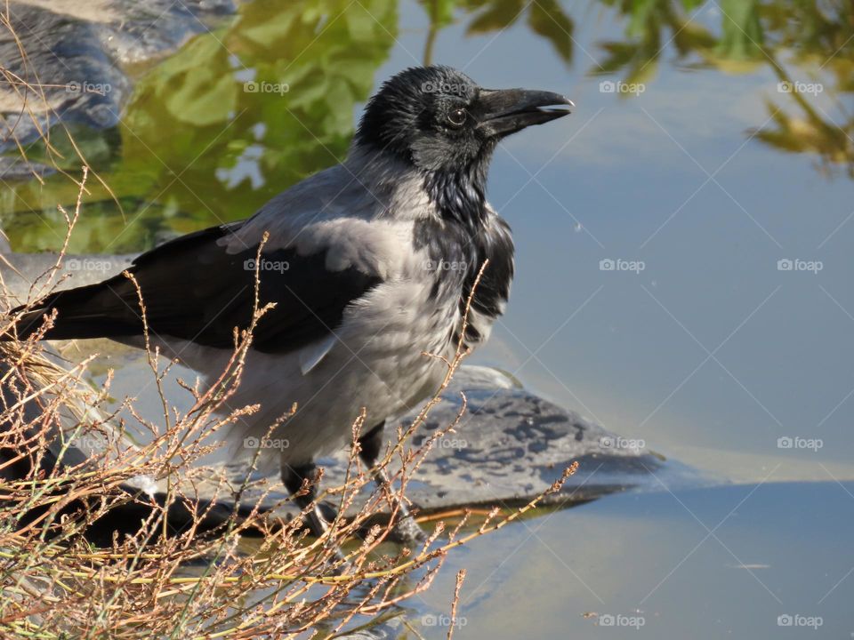 Grey crow by the water
