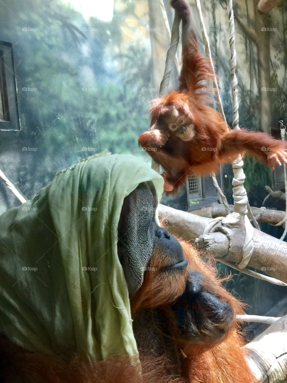 Momma & baby orangutans