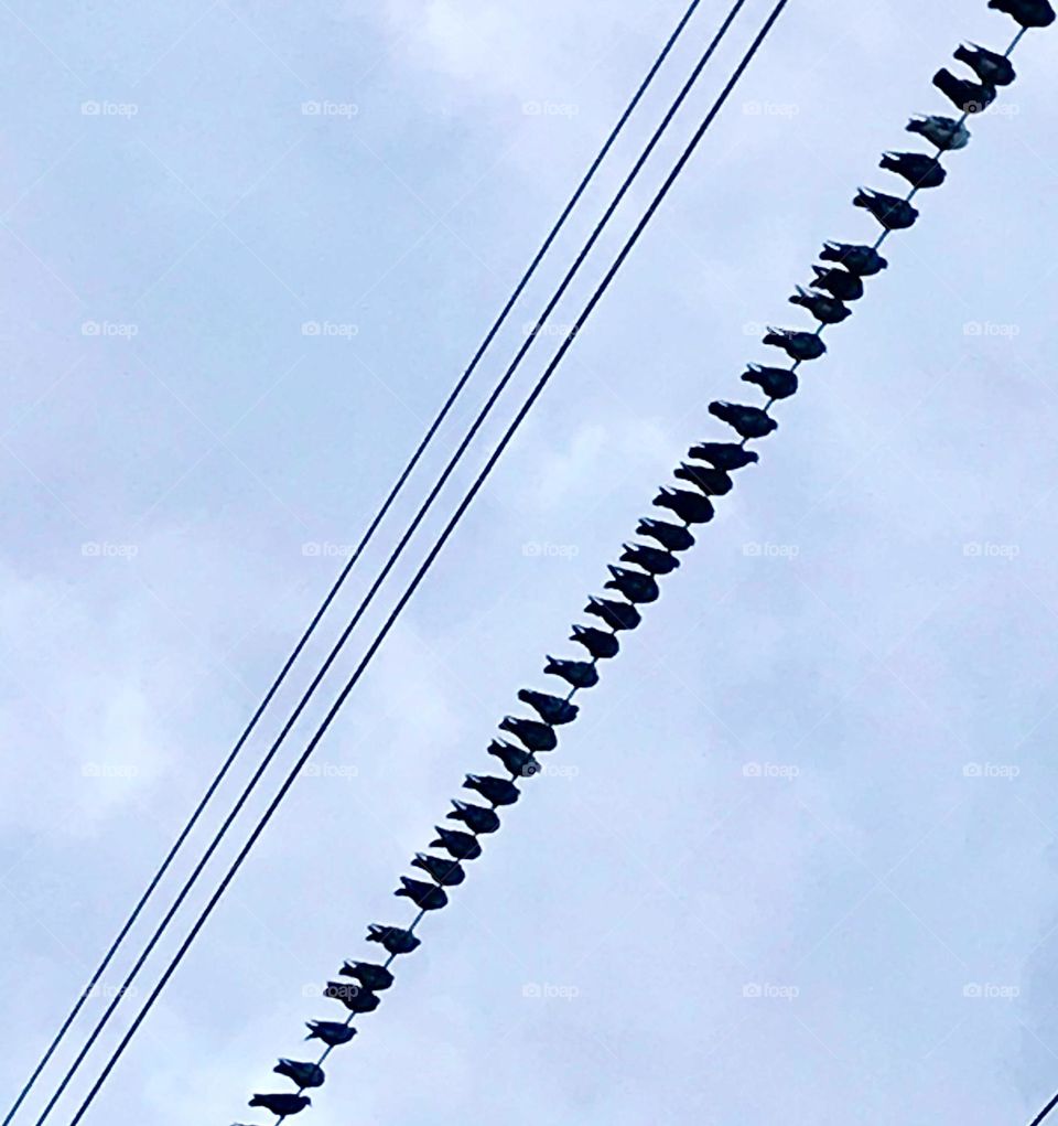 Pigeons in a row on a power line