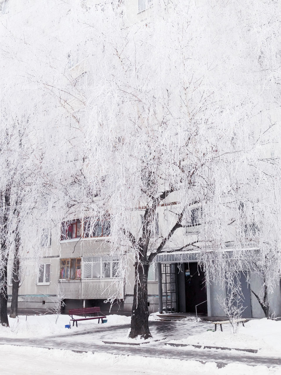 Huge tree covered by frost in front of a building in winter In the city 