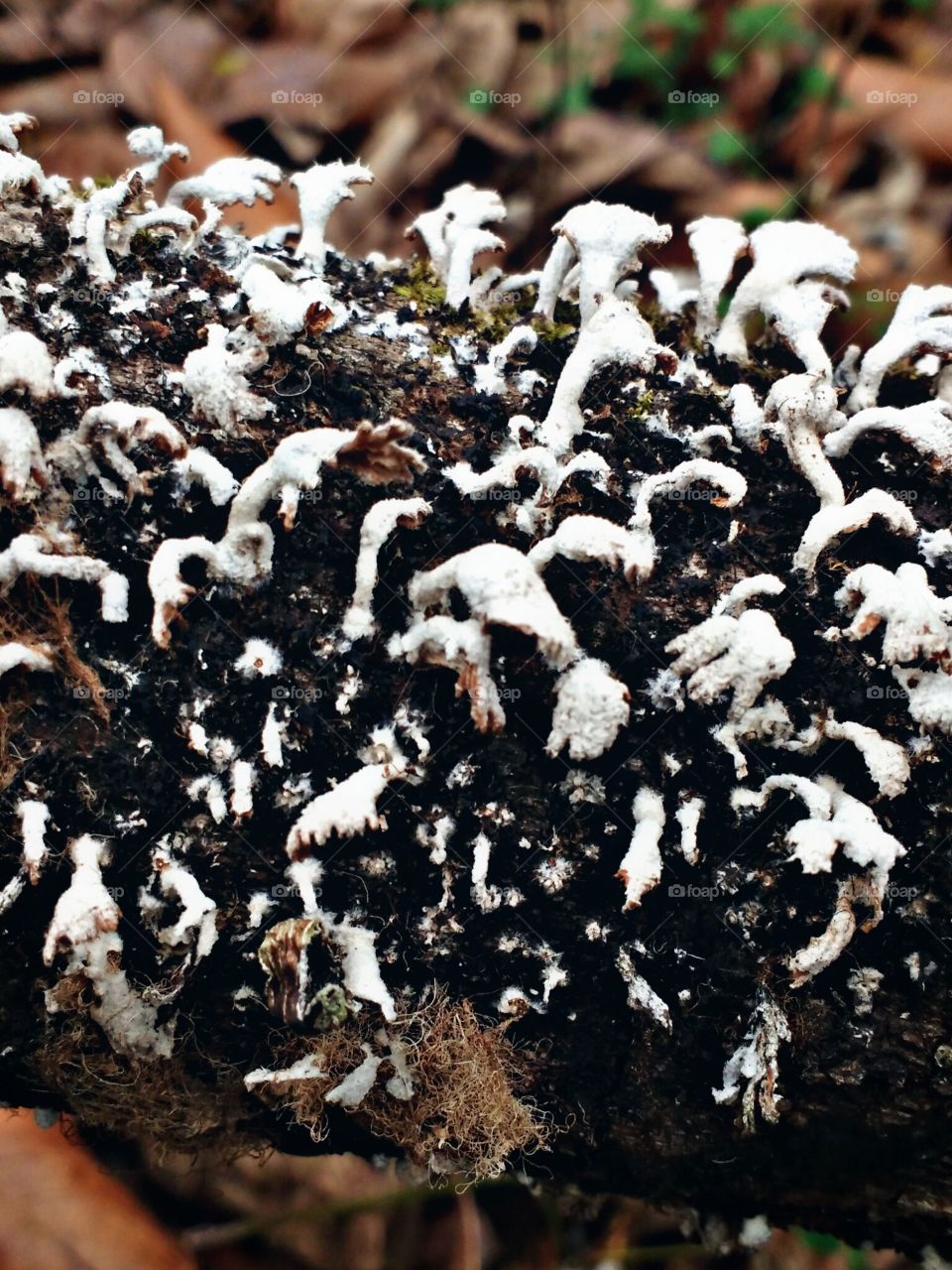 fungus