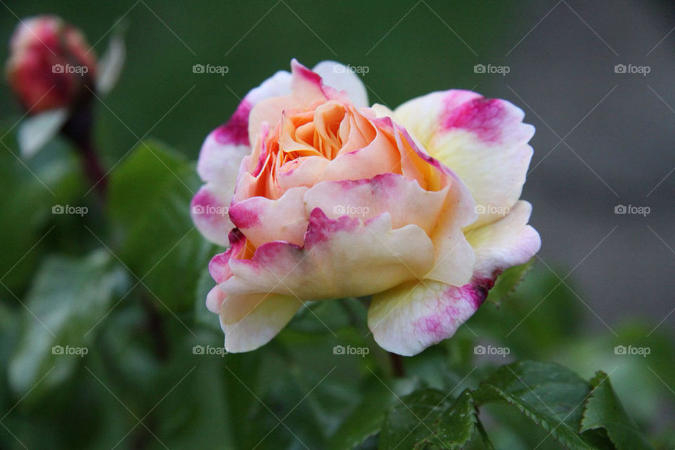ROSE IN GARDEN