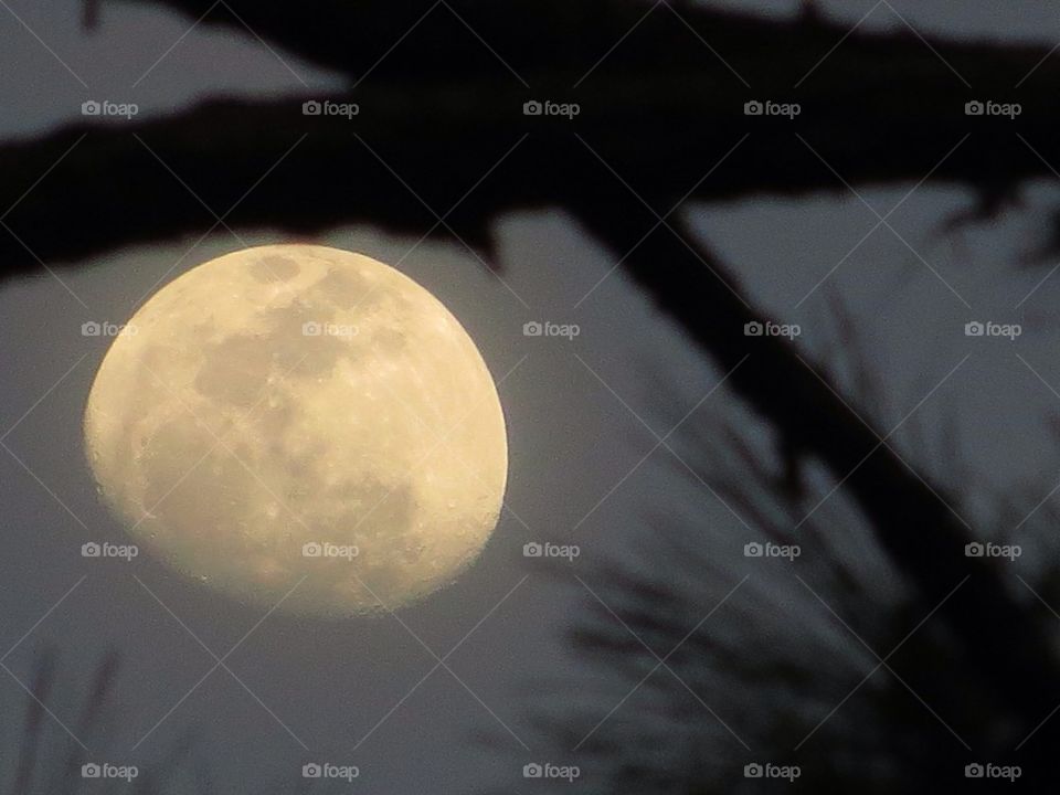 Moon with tree silhouette 