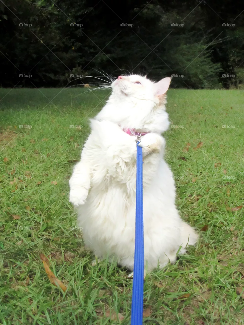 white fluffy American bobtail cat standing on back legs outdoors