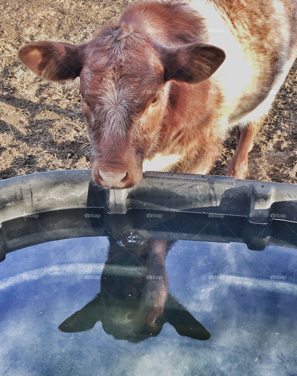 Reflection of shorthorn heifer in the water trough. 