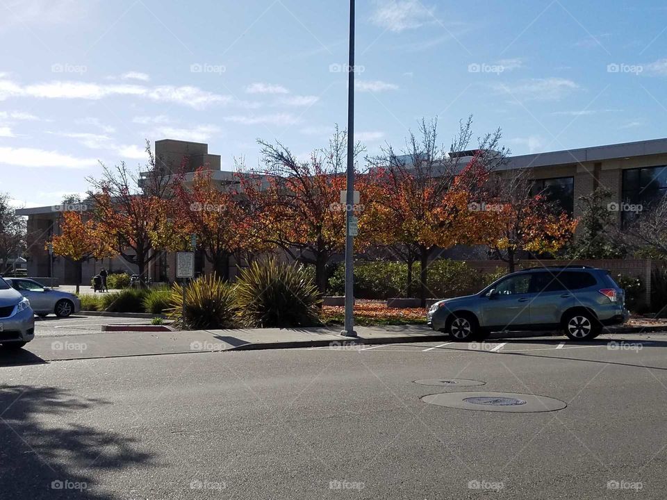 The fall foliage in front of the main branch of the San Leandro Library, in San Leandro, California.