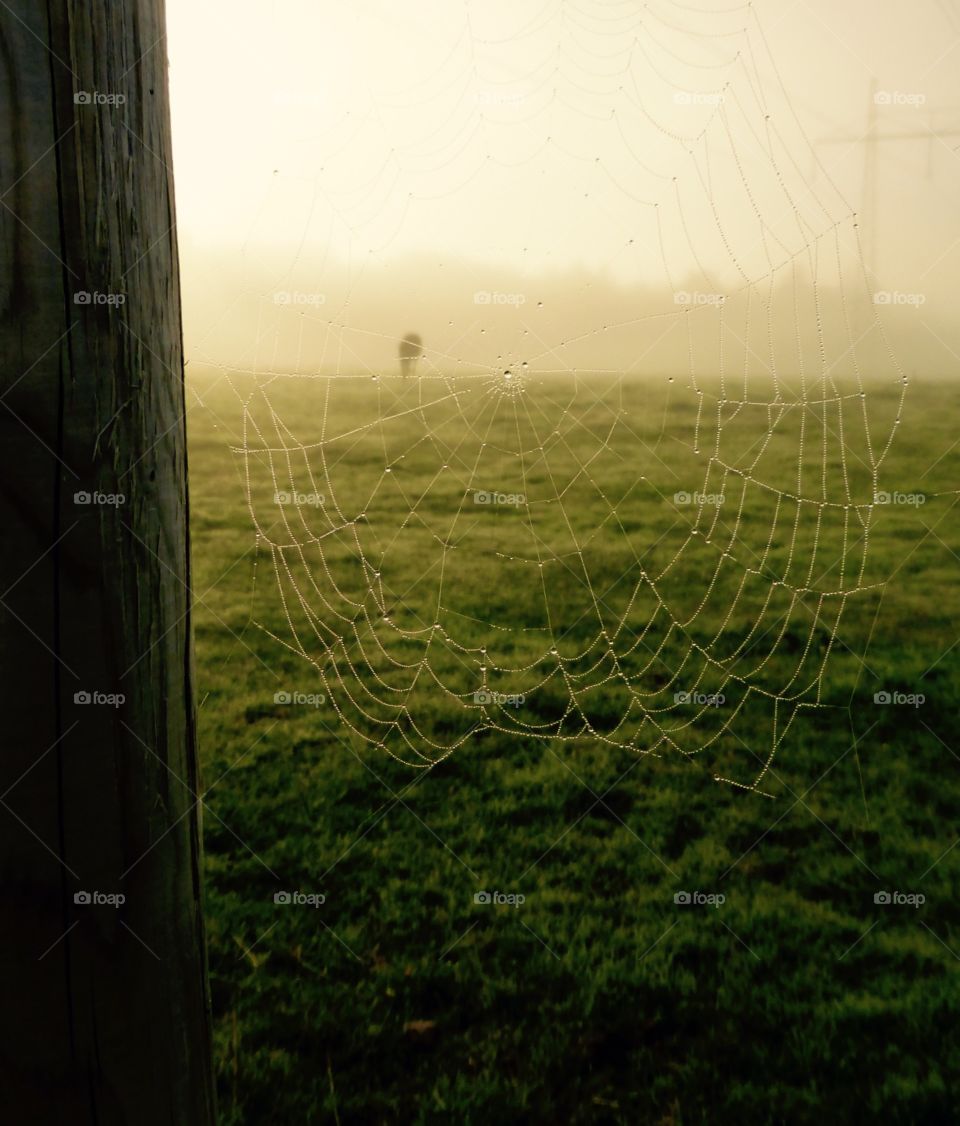 Spiders net in the morning sun. Spiders net in the early morning sun