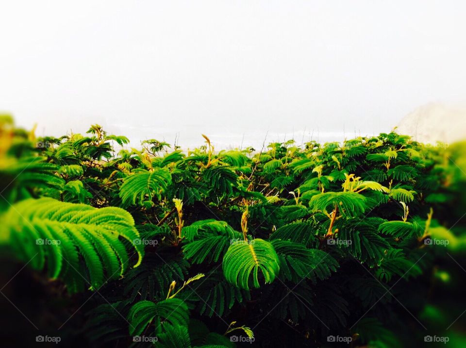 Green plants 