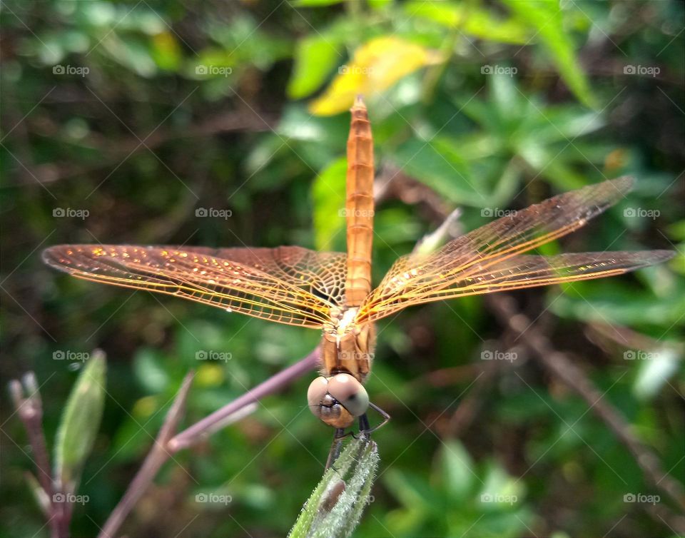 Yellow dragonfly in the sun.