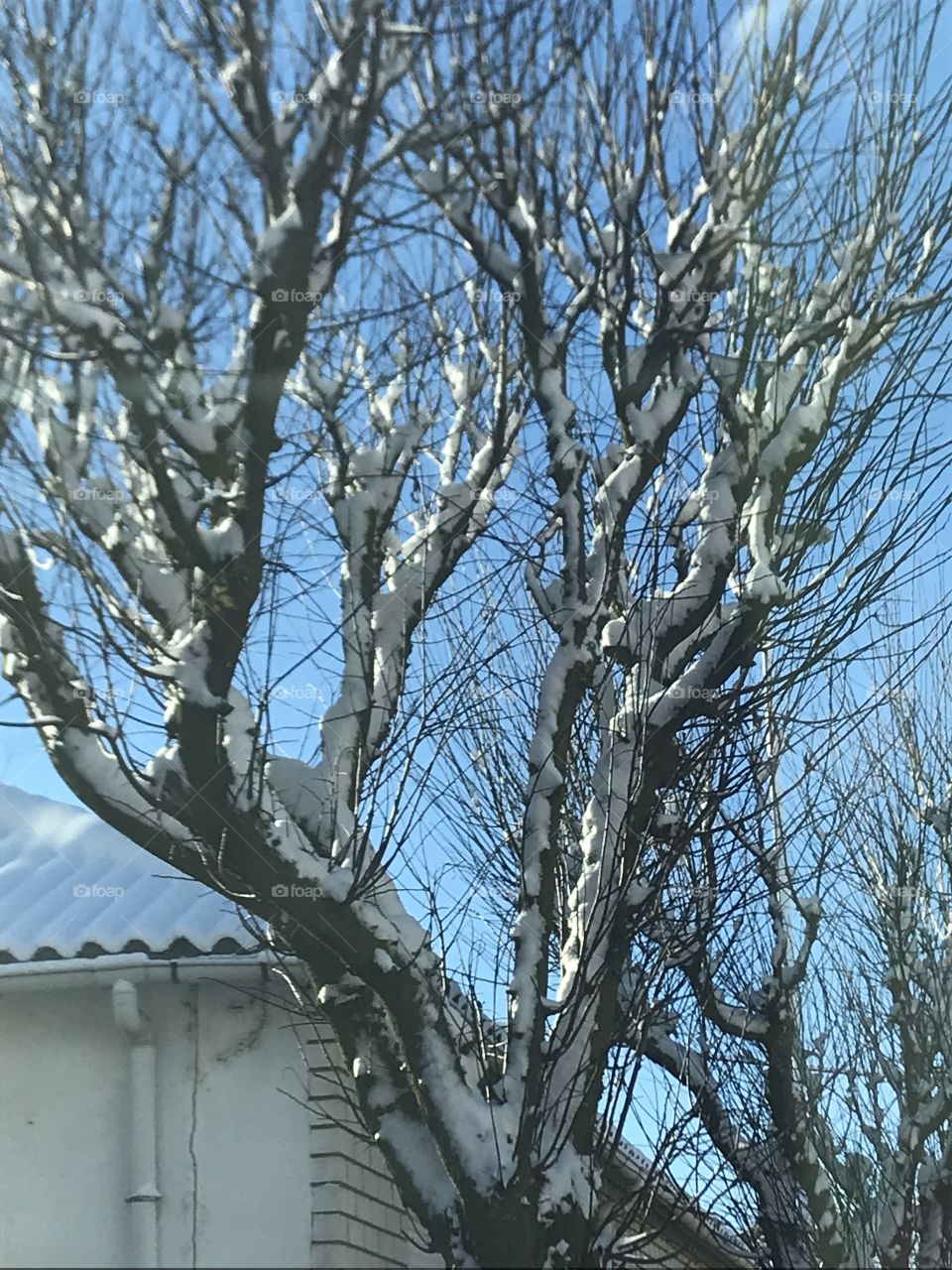 Apple tree in winter, the snow wants to wrap it!