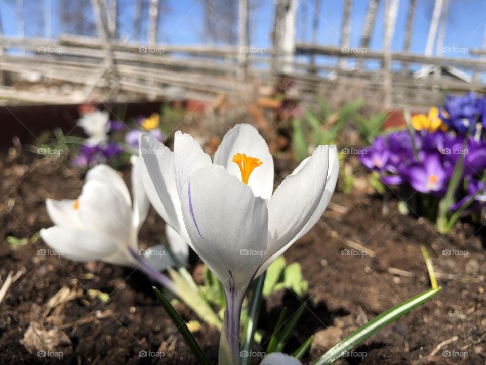 Spring flowers