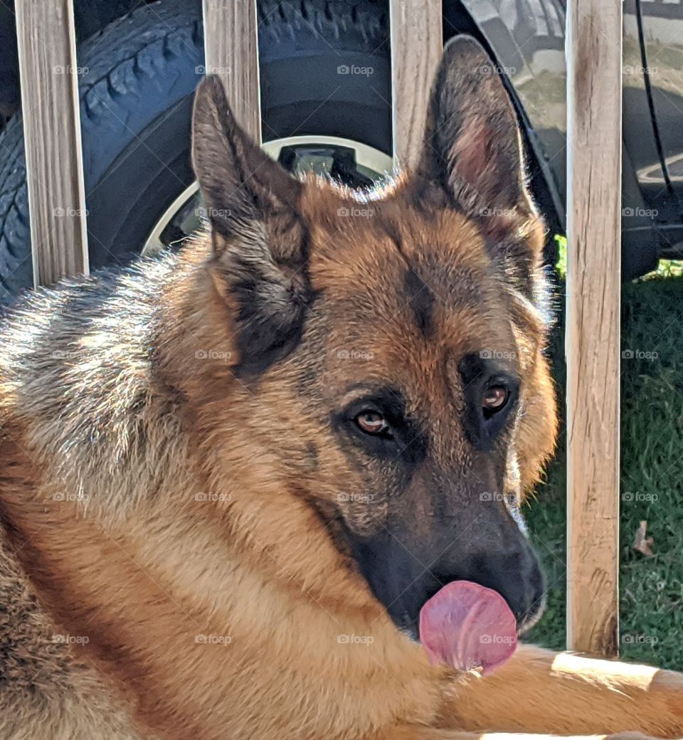 Dog licking her nose