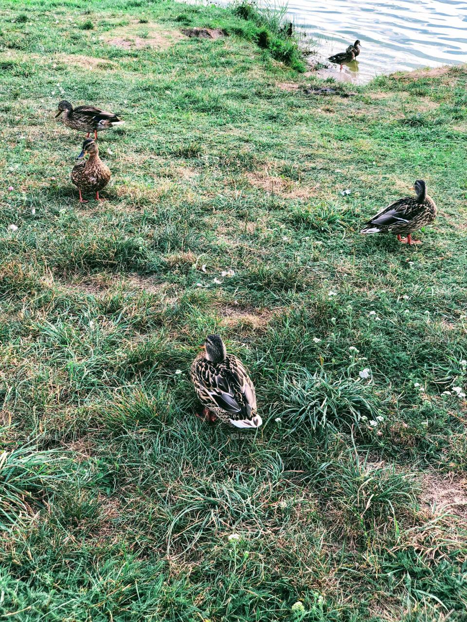 Walking ducks