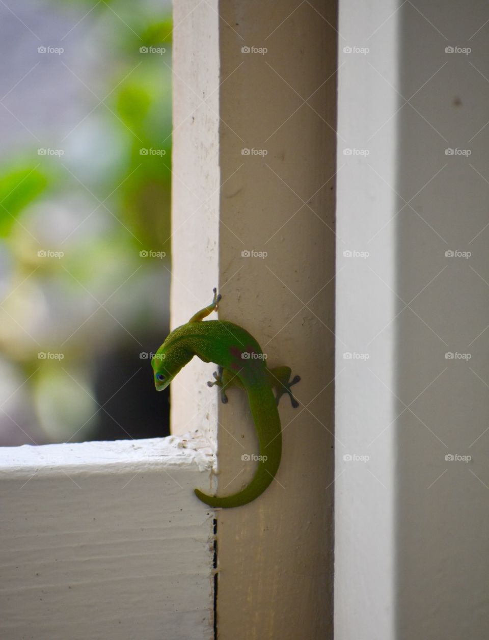 Gecko on the lanai